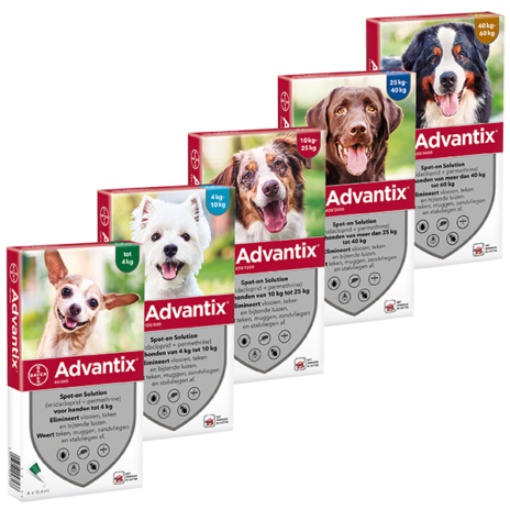 Advantix hond