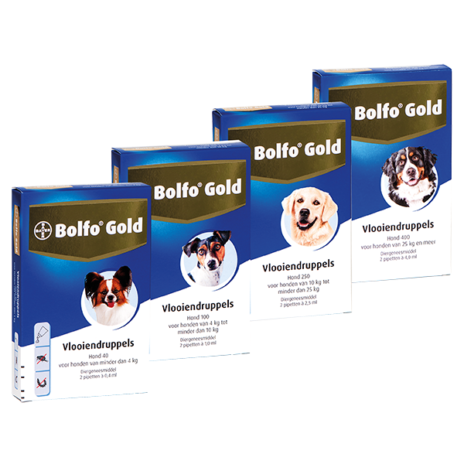 Bolfo Gold hond